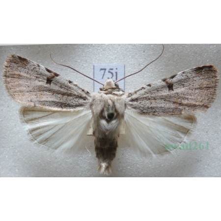 Chersotis margaritacea (de Villers, 1789) Czech75j